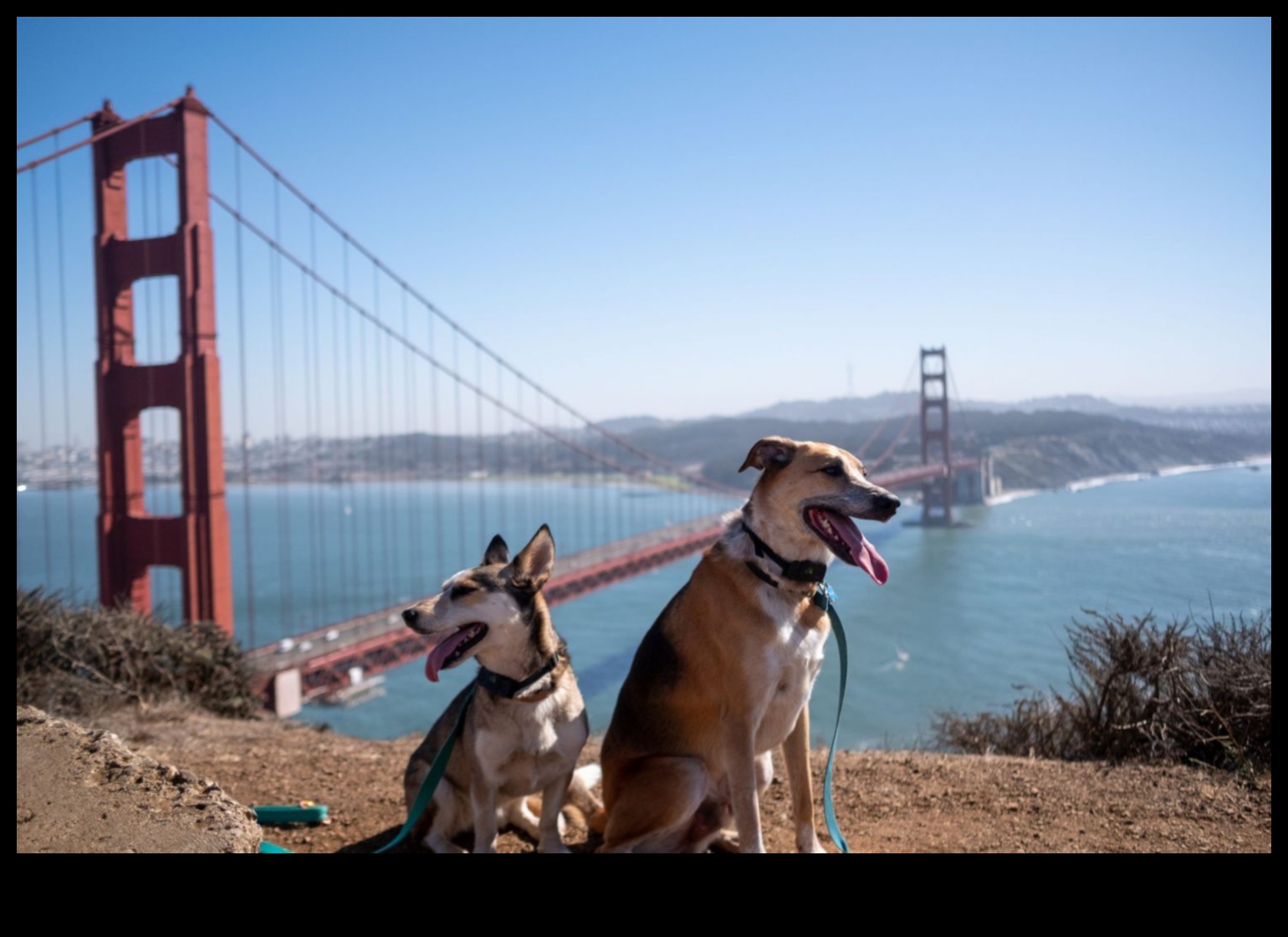Destinații pentru câini: planificarea evadarii perfecte pentru animalele de companie