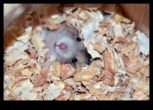 Constructorii de vizuini care înțeleg comportamentul tunelurilor hamsterilor