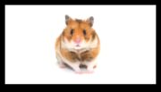 Dincolo de elementele de bază Sfaturi avansate pentru pasionații de îngrijire a hamsterilor