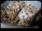 Probleme de comportament ale hamsterilor Soluții continue pentru provocările comune